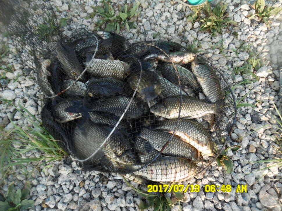 경주동산낚시터 지난주부터 월척급 붕어들이 마리수로 터졌습니다 (유료터정보 - 유료터점주조황)