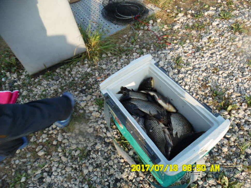 경주동산낚시터 지난주부터 월척급 붕어들이 마리수로 터졌습니다 (유료터정보 - 유료터점주조황)
