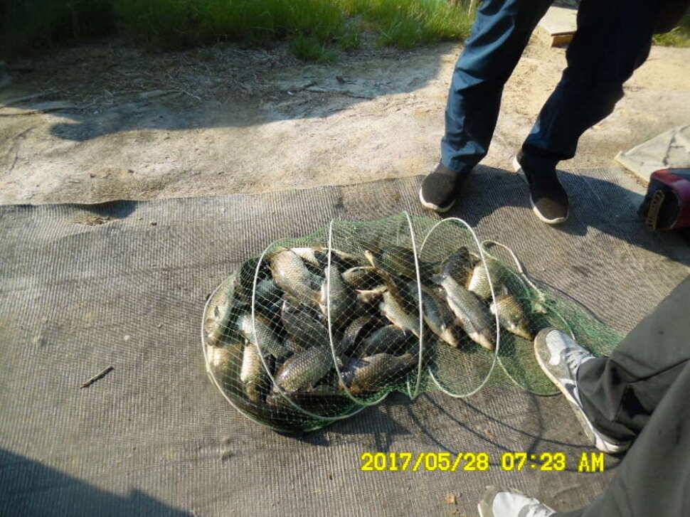 경주 동산낚시터 지난주 조황 (유료터정보 - 유료터점주조황)