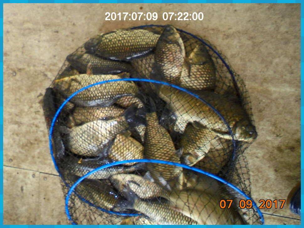 도심속의 작은 쉼터 화성 관리 낚시터입니다 (유료터정보 - 유료터점주조황)