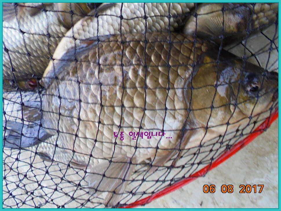 도심속의 작은 쉼터 화성 관리 낚시터입니다성원에 감사드립니다 (유료터정보 - 유료터점주조황)
