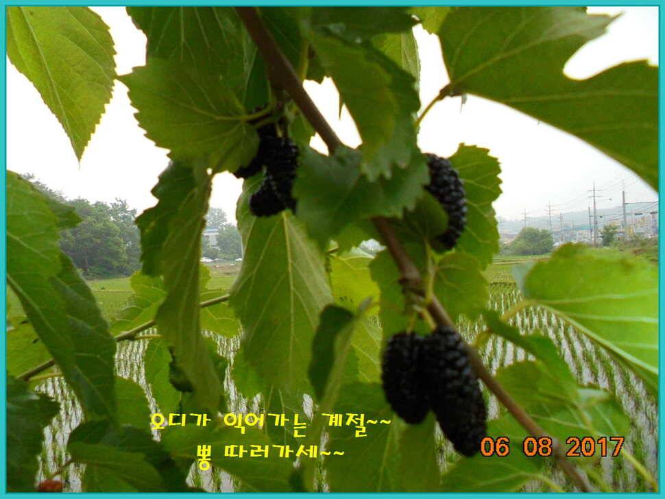 도심속의 작은 쉼터 화성 관리 낚시터입니다성원에 감사드립니다 (유료터정보 - 유료터점주조황)
