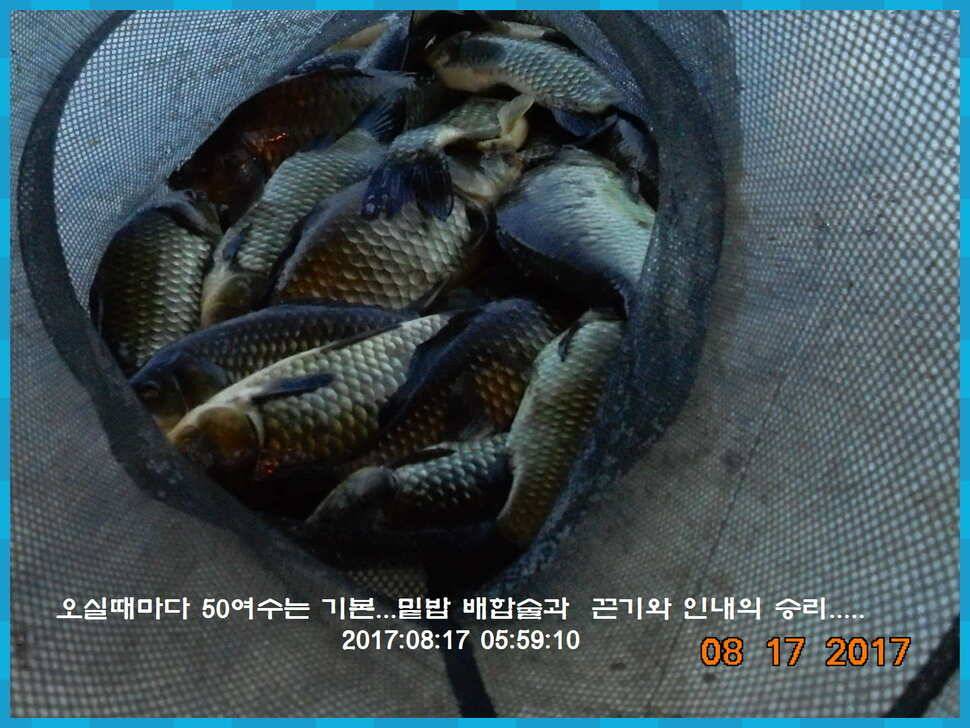 도심속의 작은 쉼터 화성 관리 낚시터입니다대단한 밤의 연속입니다 (유료터정보 - 유료터점주조황)