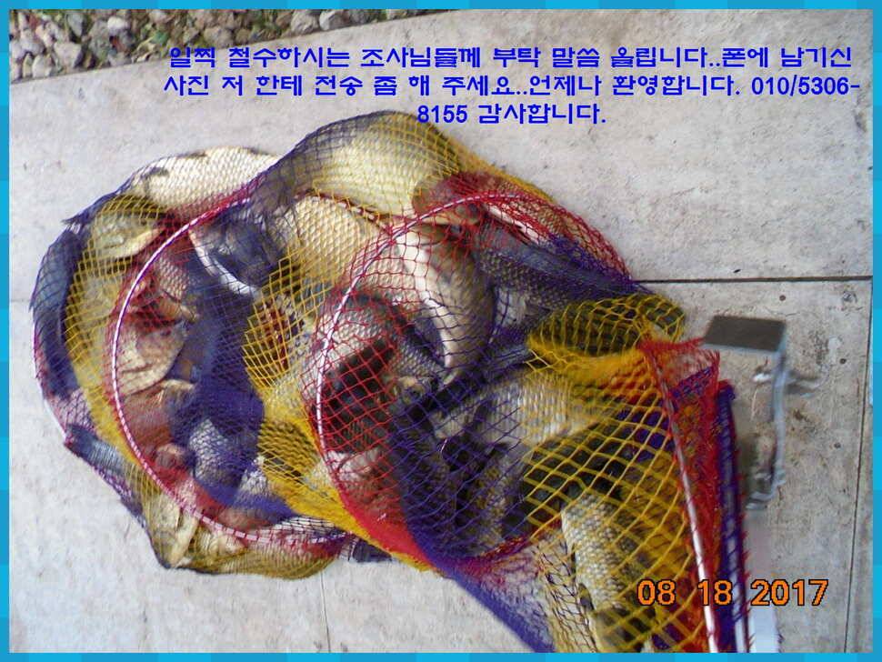 도심속의 작은 쉼터 화성 관리 낚시터입니다대단한 밤의 연속입니다 (유료터정보 - 유료터점주조황)