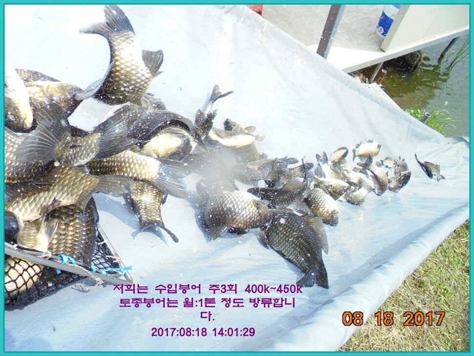 도심속의 작은 쉼터 화성 관리 낚시터입니다대단한 밤의 연속입니다 (유료터정보 - 유료터점주조황)