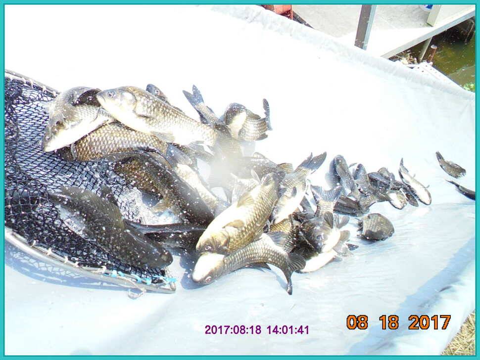 도심속의 작은 쉼터 화성 관리 낚시터입니다대단한 밤의 연속입니다 (유료터정보 - 유료터점주조황)