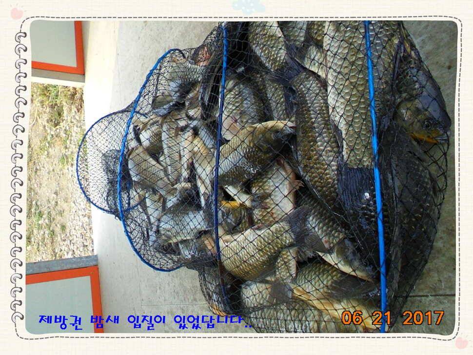 도심속의 작은 쉼터 화성 관리 낚시터입니다헉 이렇게 더운 한 낮에 (유료터정보 - 유료터점주조황)