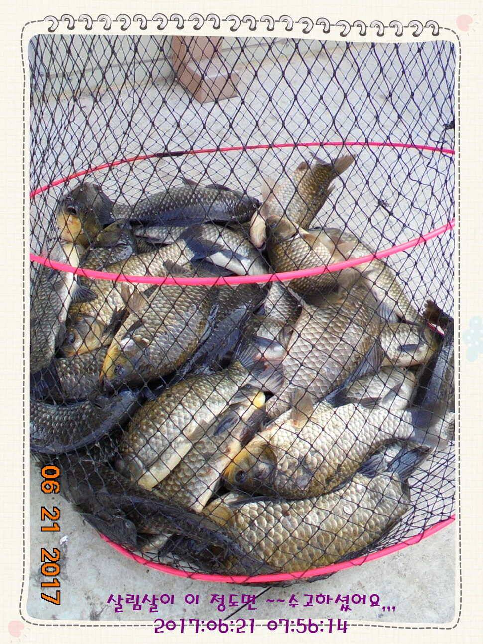 도심속의 작은 쉼터 화성 관리 낚시터입니다헉 이렇게 더운 한 낮에 (유료터정보 - 유료터점주조황)