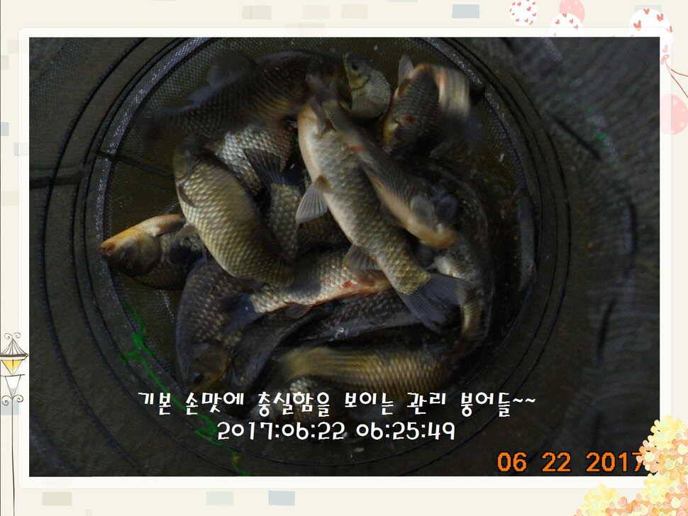 도심속의 작은 쉼터 화성 관리 낚시터입니다헉 이렇게 더운 한 낮에 (유료터정보 - 유료터점주조황)