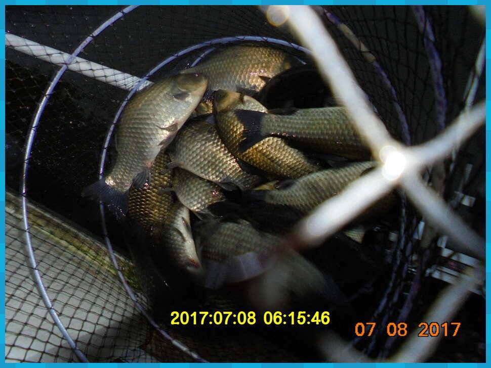 도심속의 작은 쉼터 화성 관리 낚시터입니다대물과의 승부 (유료터정보 - 유료터점주조황)