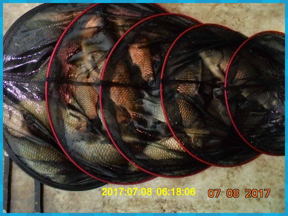 도심속의 작은 쉼터 화성 관리 낚시터입니다대물과의 승부 (유료터정보 - 유료터점주조황)