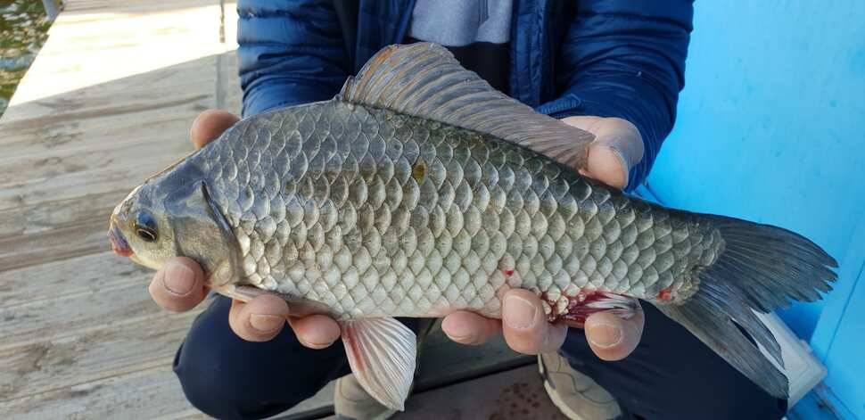 fish_pay_12685_072617_38648.jpg