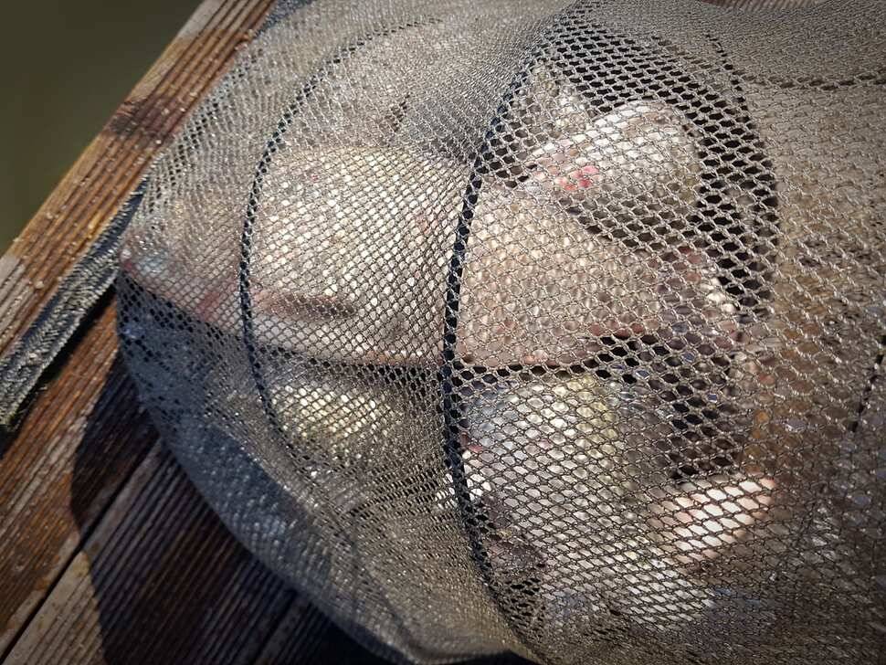 반제지 월척붕어마리수 (유료터정보 - 유료터점주조황)