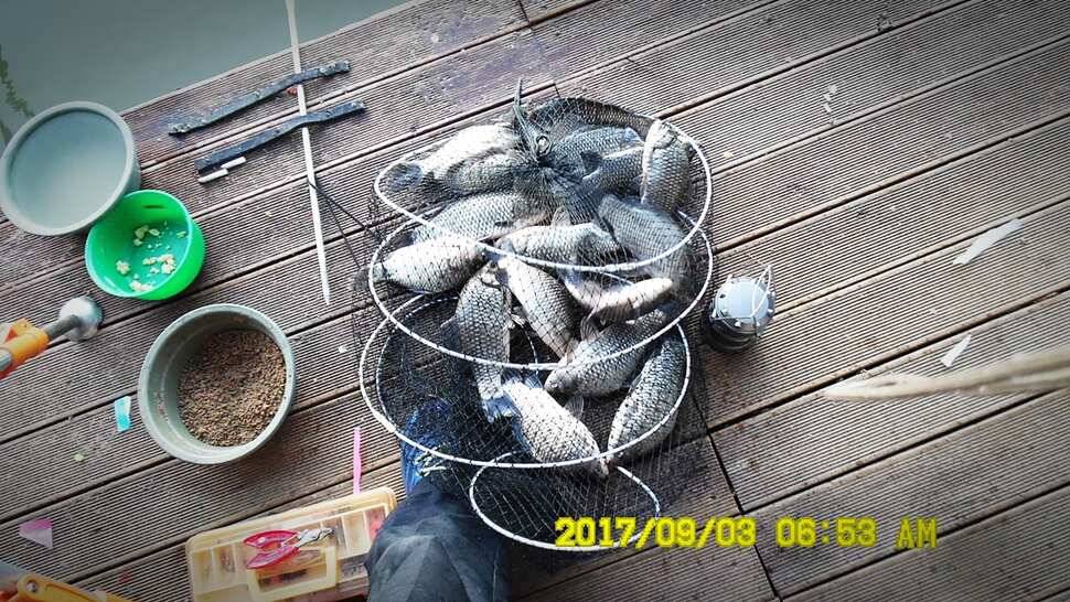 반제낚시터 주말조황정보 (유료터정보 - 유료터점주조황)