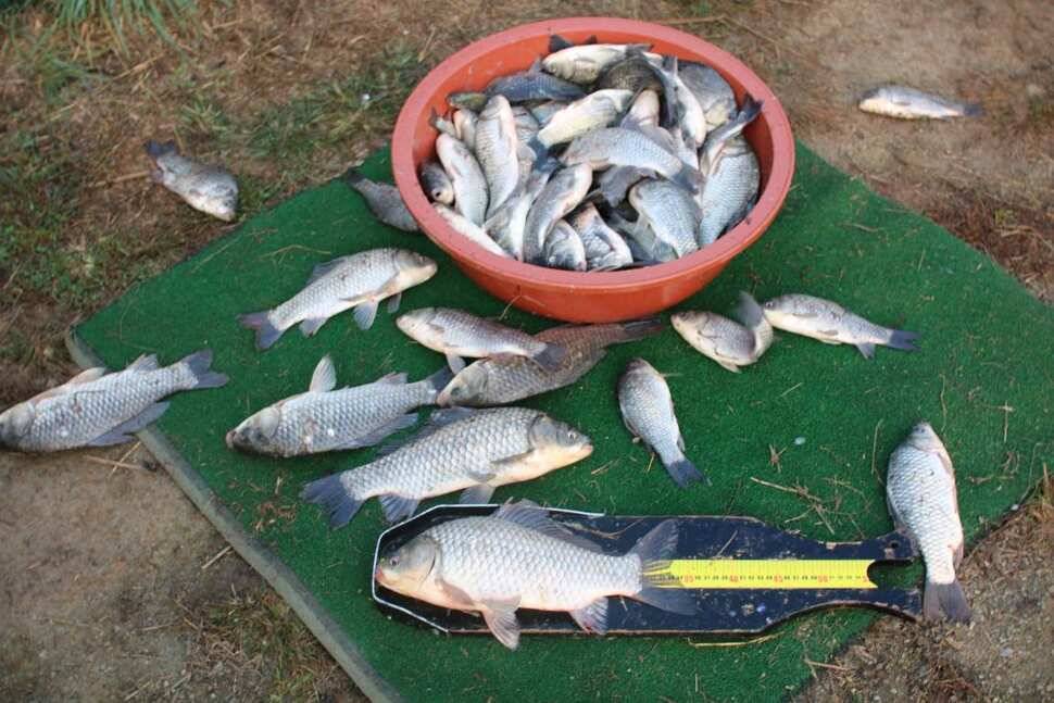 fish_pay_13631_091800_66206.jpg