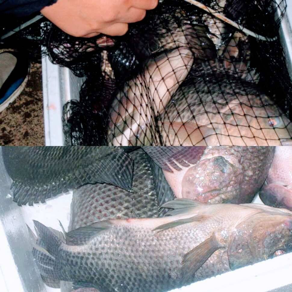 망상 (유료터정보 - 유료터점주조황)