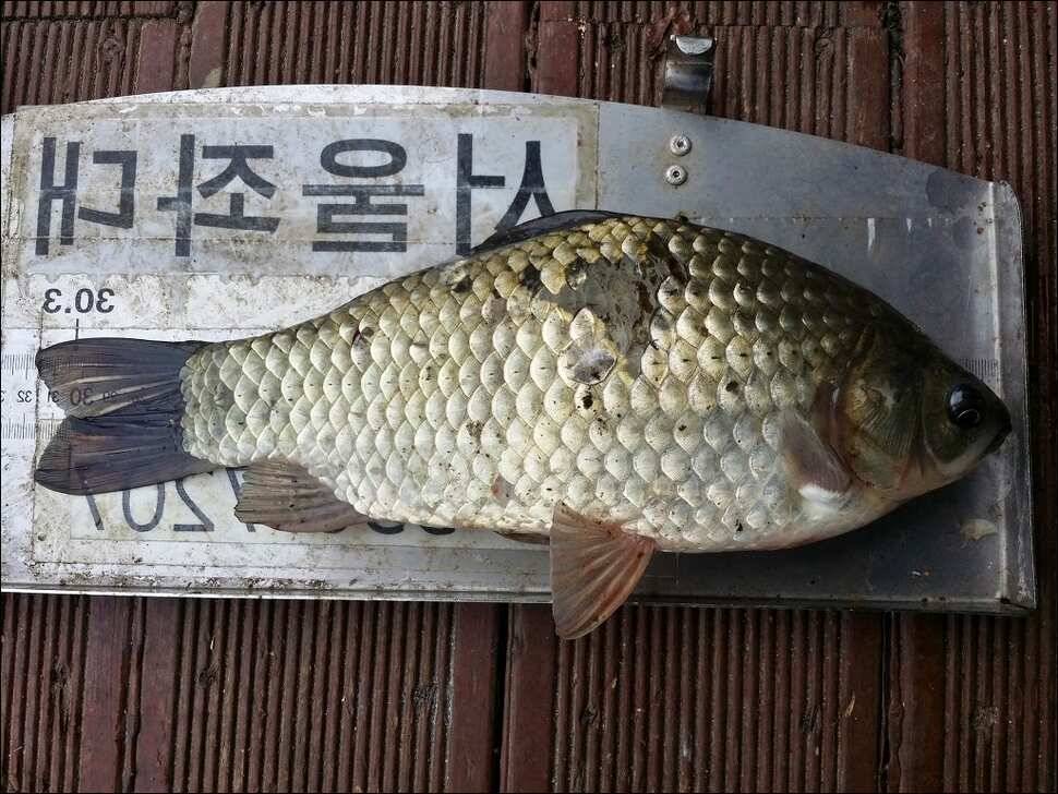 170920 송전지 서울집 조황 (유료터정보 - 유료터점주조황)