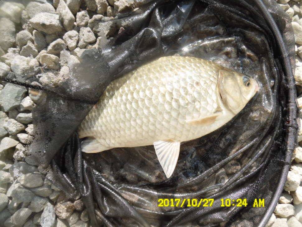 경주 동산낚시터 의 꾸준한 조황 (유료터정보 - 유료터점주조황)