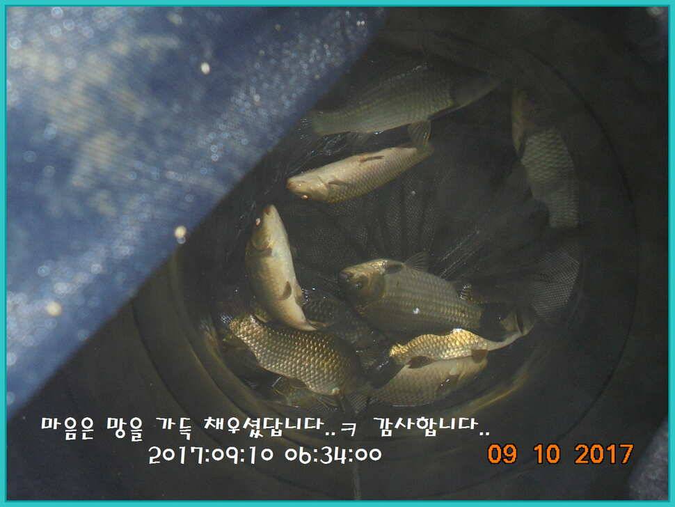 도심속의 작은 쉼터 화성 관리 낚시터입니다지처서 못하겠답니다 (유료터정보 - 유료터점주조황)
