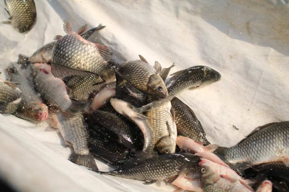 fish_pay_194d5_091717_30349.jpg