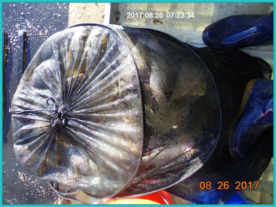 도심속의 작은 쉼터 화성 관리 낚시터입니다밤은 행복입니다 (유료터정보 - 유료터점주조황)