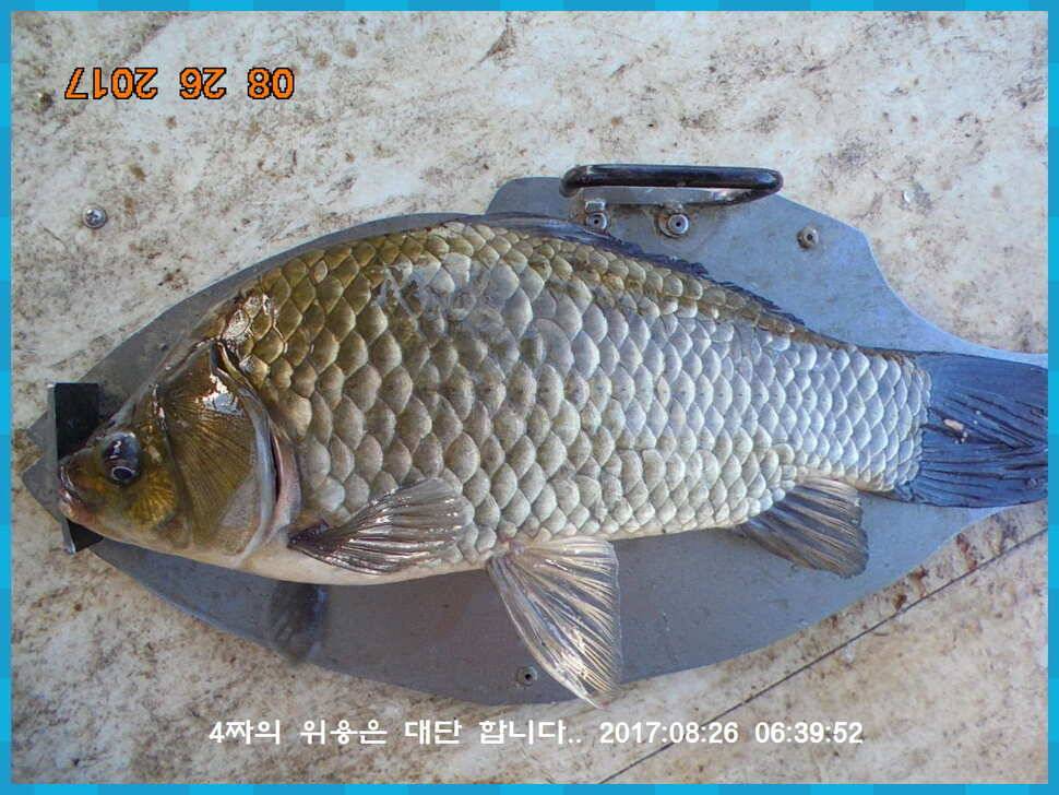 도심속의 작은 쉼터 화성 관리 낚시터입니다밤은 행복입니다 (유료터정보 - 유료터점주조황)
