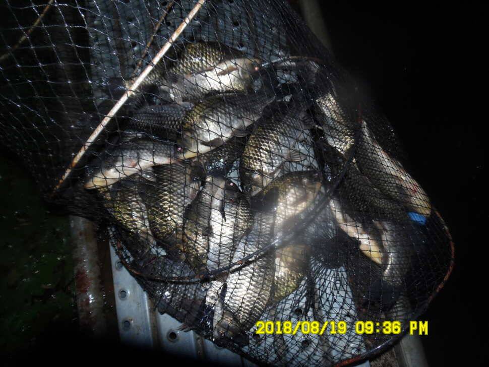 경주 동산낚시터 지난주 조황 (유료터정보 - 유료터점주조황)