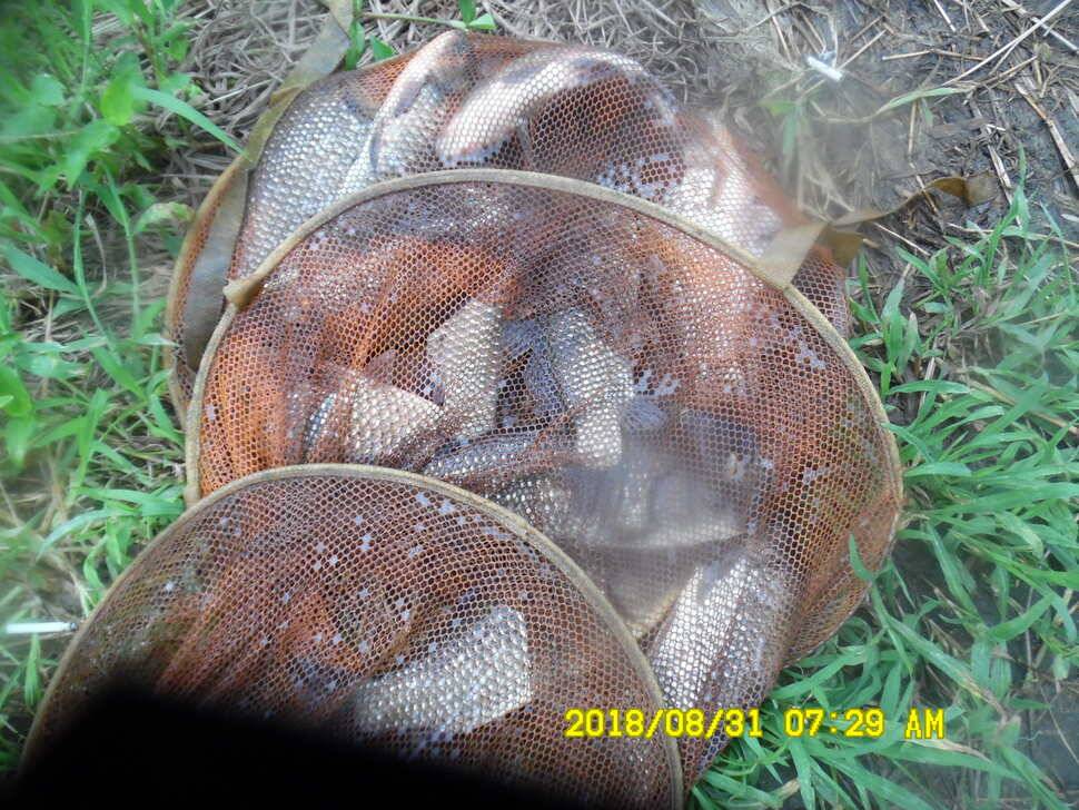 경주 동산낚시터 지난주 조황 (유료터정보 - 유료터점주조황)