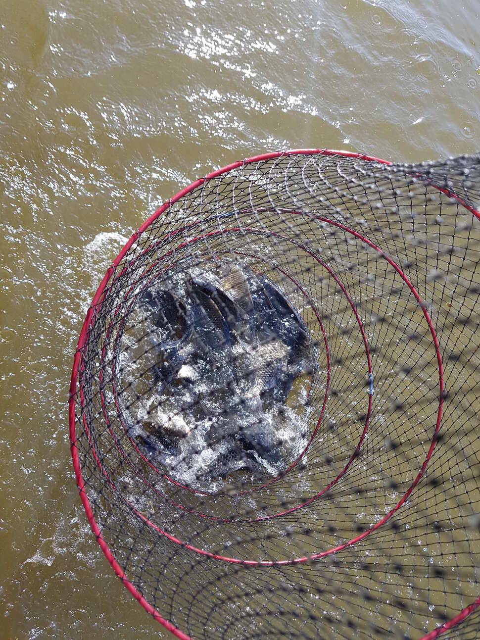 fish_pay_1b737_041144_85093.jpg