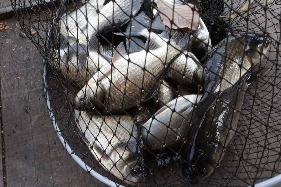 지난주 최고의 싸이즈는 34cm기대가 커집니다 (유료터정보 - 유료터점주조황)