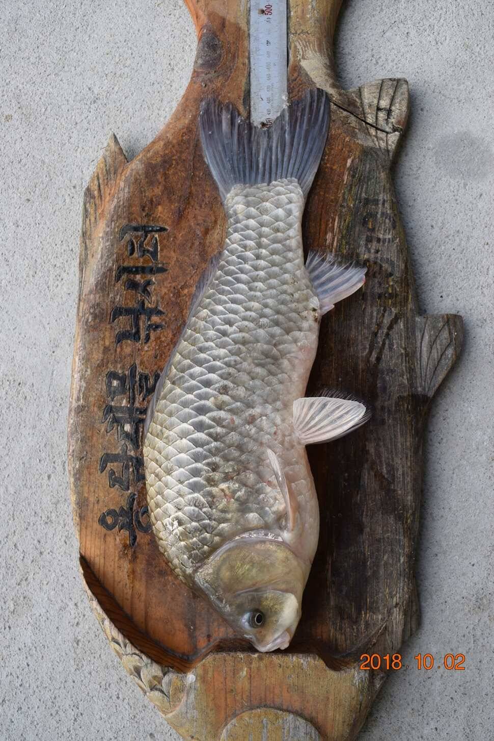 조황 (유료터정보 - 유료터점주조황)