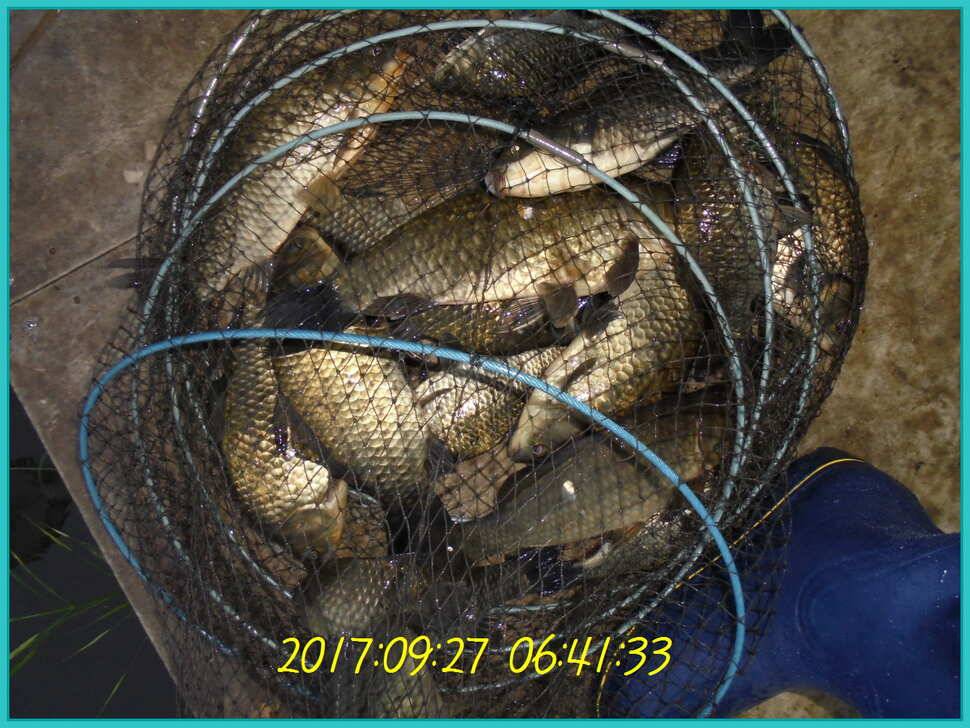 도심속의 작은 쉼터 화성 관리 낚시터입니다즐겁고 행복하고 풍성한 한가위 보내세요 (유료터정보 - 유료터점주조황)