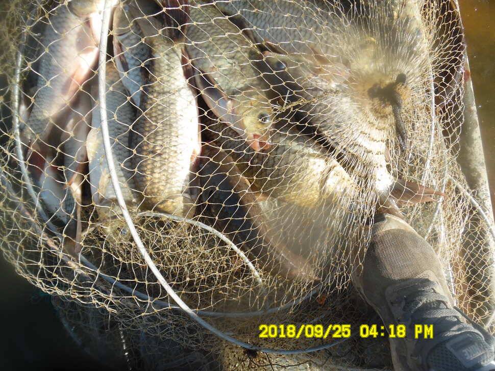 경주 동산낚시터 지난주 조황 (유료터정보 - 유료터점주조황)