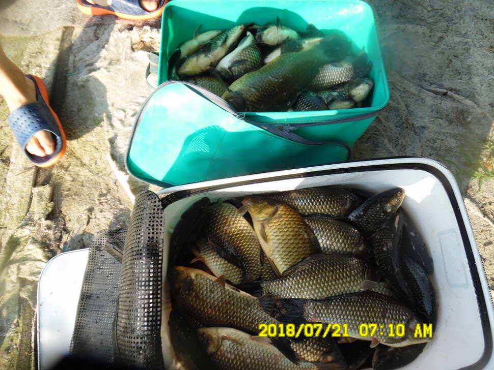 경주 동산낚시터 지난주 조황 (유료터정보 - 유료터점주조황)