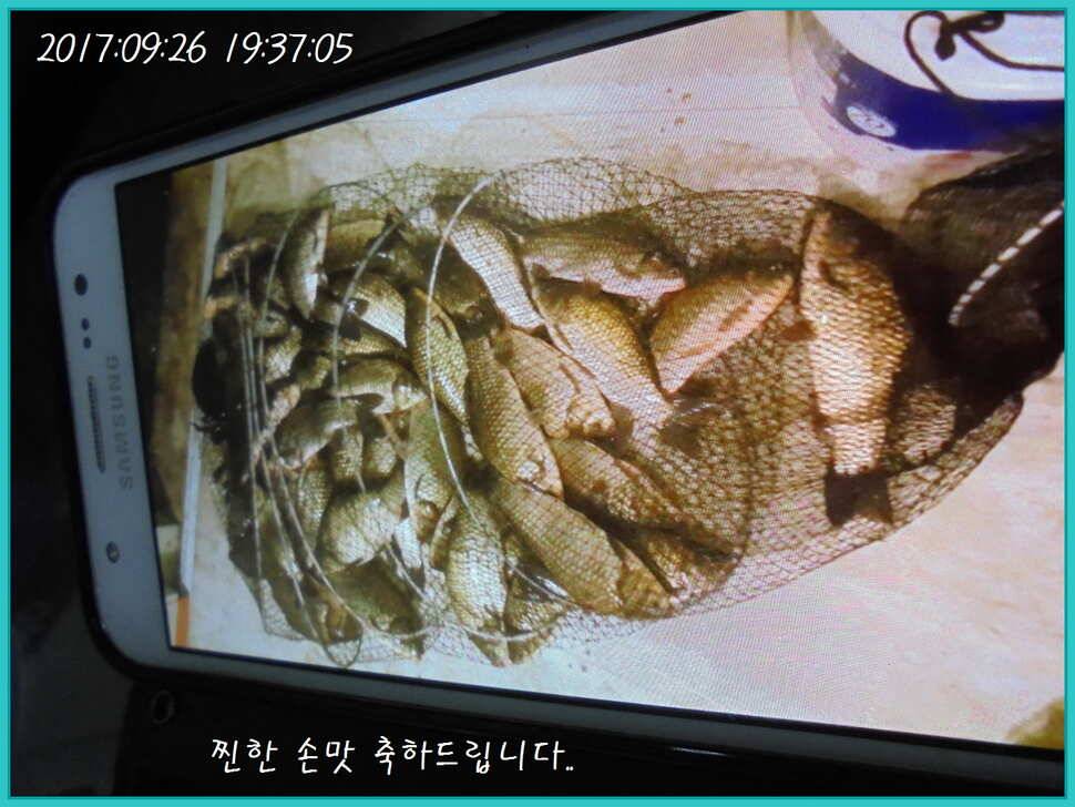 도심속의 작은 쉼터 화성 관리 낚시터입니다9월이여 안녕 (유료터정보 - 유료터점주조황)