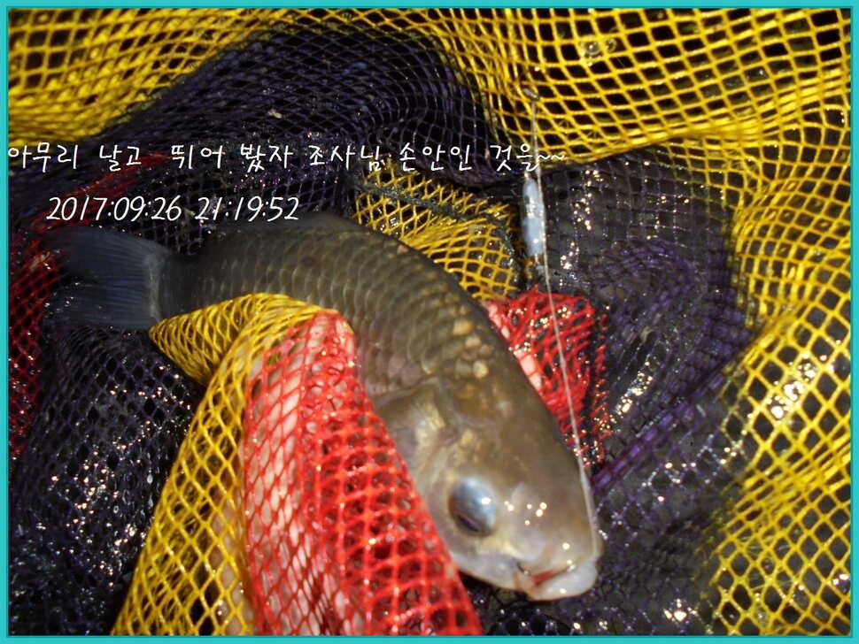 도심속의 작은 쉼터 화성 관리 낚시터입니다9월이여 안녕 (유료터정보 - 유료터점주조황)