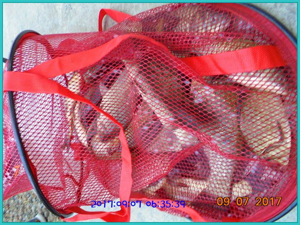 도심속의 작은 쉼터 화성 관리 낚시터입니다생각나는 사람으로 살자 (유료터정보 - 유료터점주조황)