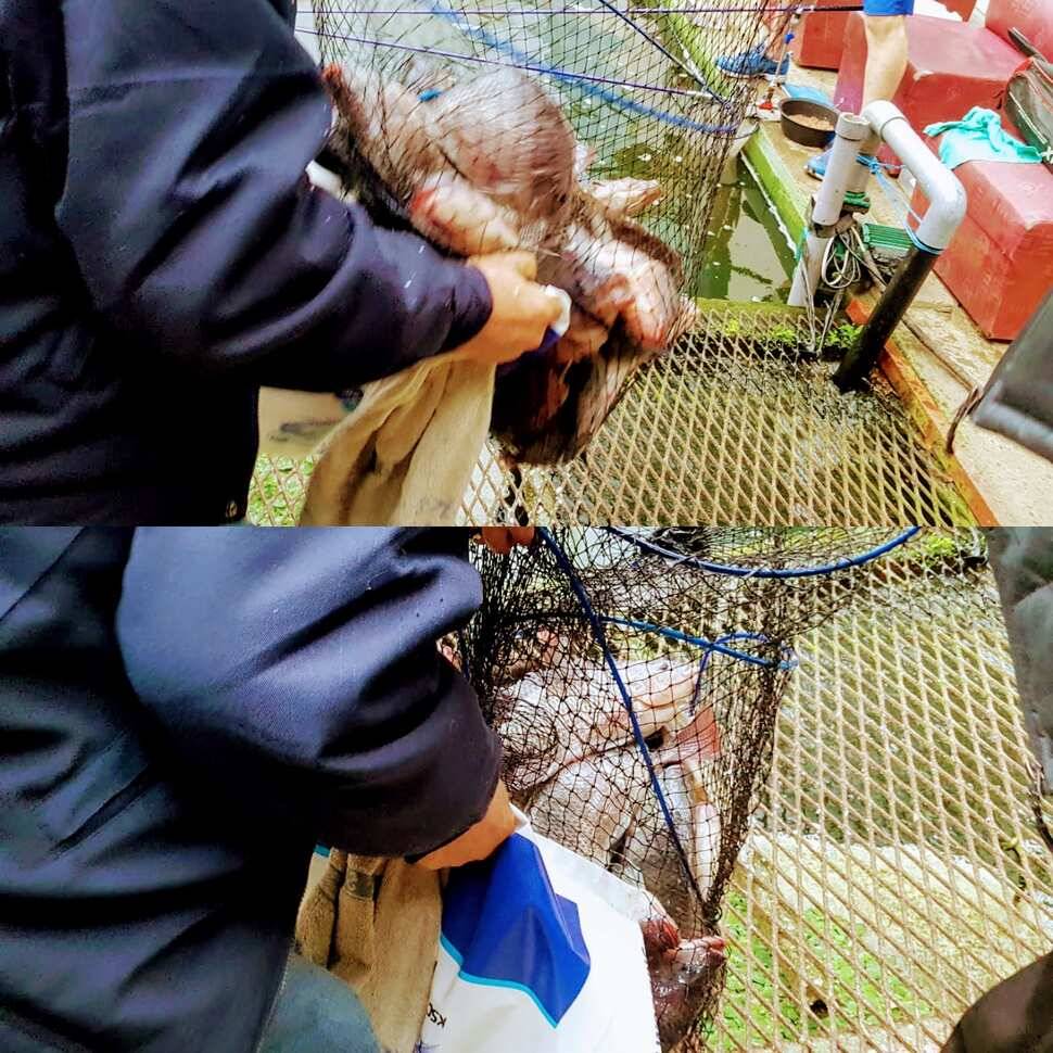 꿀맛 식혜 (유료터정보 - 유료터점주조황)