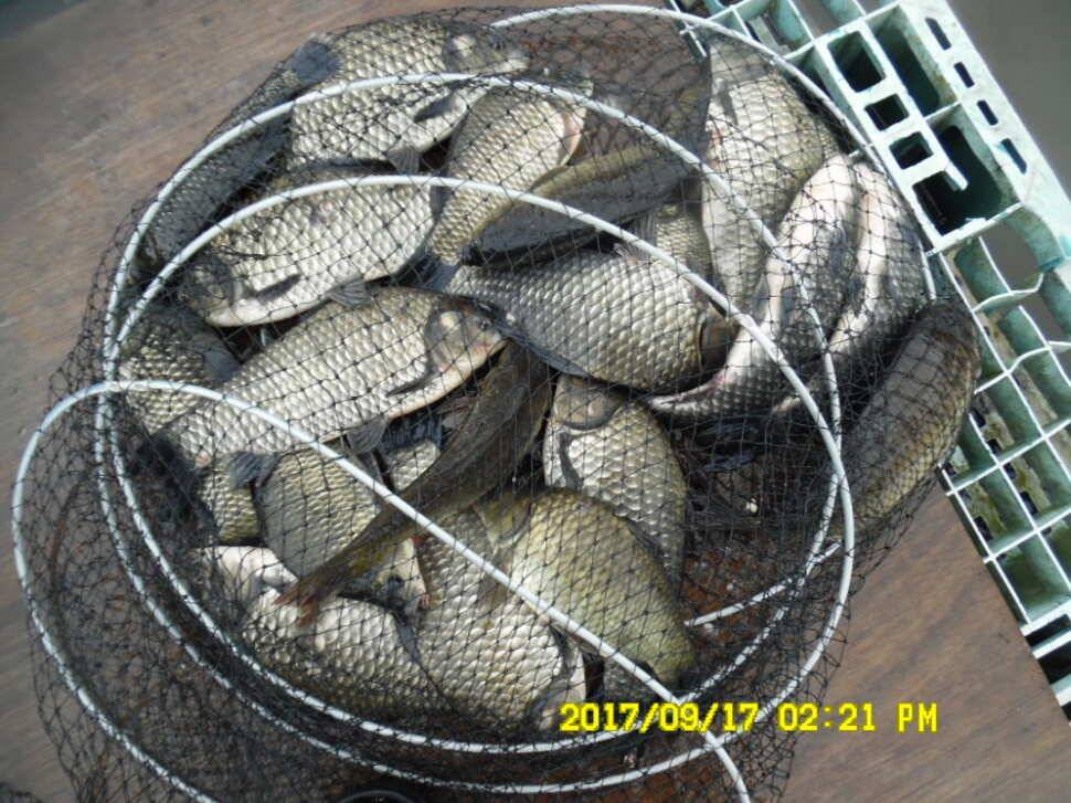 경주동산낚시터 월척이 마리수로 터졌습니다 (유료터정보 - 유료터점주조황)