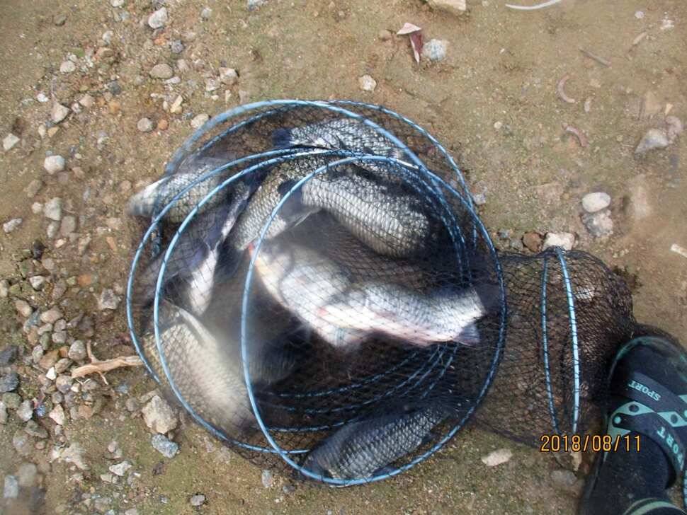 반제지 금요일조황정보 (유료터정보 - 유료터점주조황)