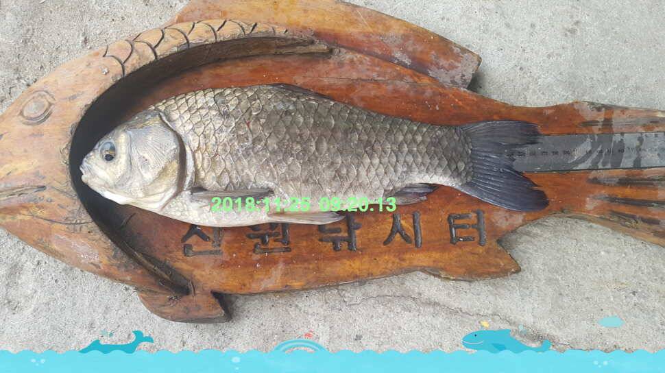 신원낚시터 11월 마지막주 조황소식과 방류 동영상 입니다 (유료터정보 - 유료터점주조황)