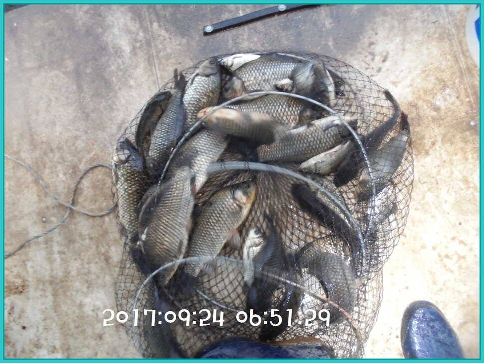 도심속의 작은 쉼터 화성 관리 낚시터입니다노지보단 방가로쪽 상류보단 하류쪽이 더 좋았습니다 (유료터정보 - 유료터점주조황)