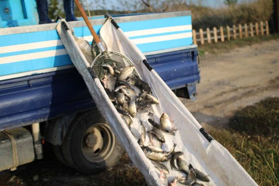 fish_pay_259fa_091714_25848.jpg