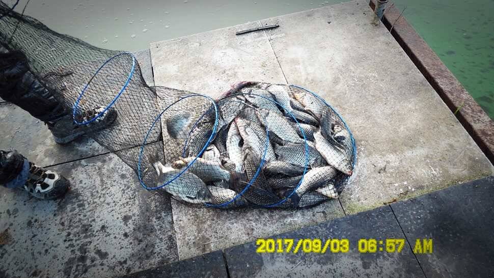 반제낚시터 주말조황정보 (유료터정보 - 유료터점주조황)