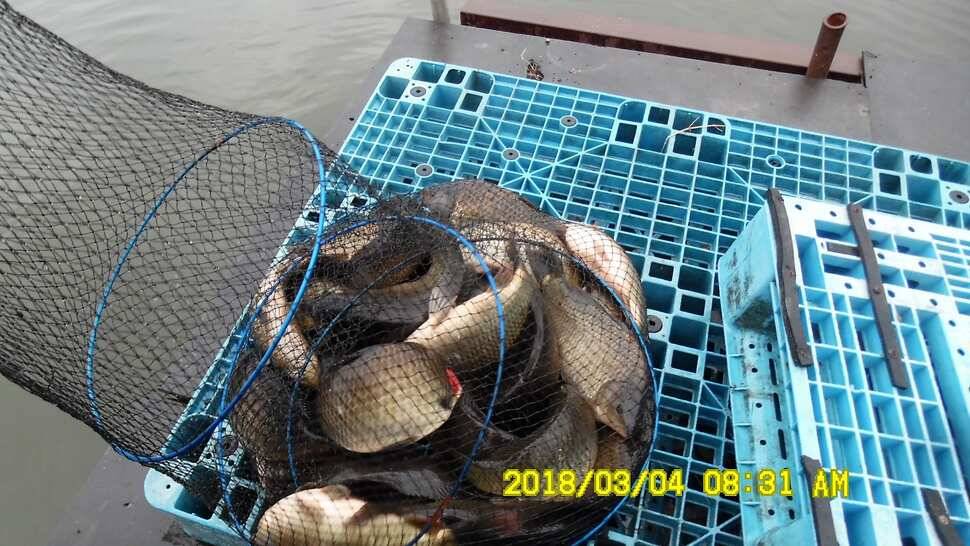 반제지 조황정보입니다 (유료터정보 - 유료터점주조황)