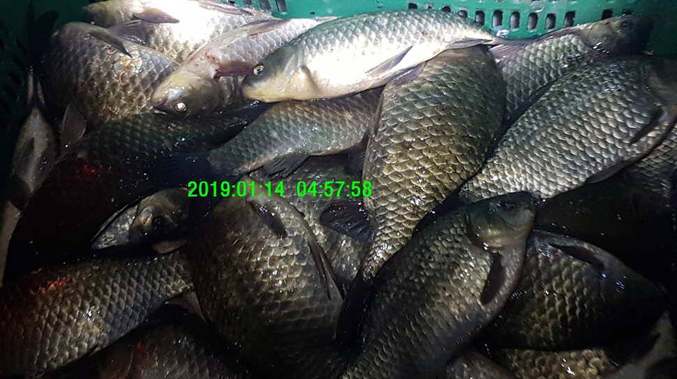 신원낚시터1월15일 토종대물 붕어 방류 동영상 입니다 (유료터정보 - 유료터점주조황)