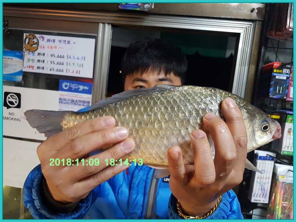 신원낚시터 11월 14일 조황 소식입니다 (유료터정보 - 유료터점주조황)