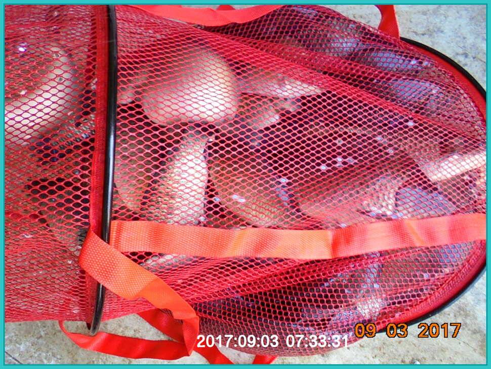 도심속의 작은 쉼터 화성 관리 낚시터입니다Dae Bak 예감 (유료터정보 - 유료터점주조황)