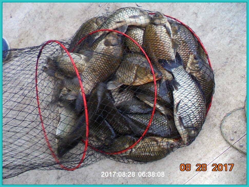 도심속의 작은 쉼터 화성 관리 낚시터입니다 (유료터정보 - 유료터점주조황)