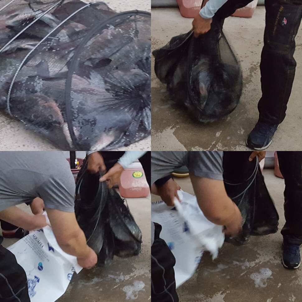 침묵의 팬 (유료터정보 - 유료터점주조황)